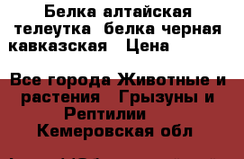 Белка алтайская телеутка, белка черная кавказская › Цена ­ 5 000 - Все города Животные и растения » Грызуны и Рептилии   . Кемеровская обл.